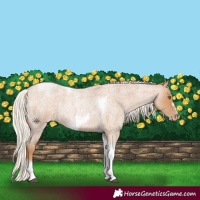 Horse Color:Silver Blue Roan Pearl Tobiano Frame 