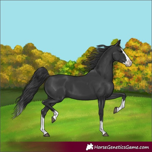 Horse Color:Black Splash