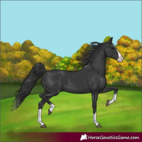 Horse Color:Black Splash 