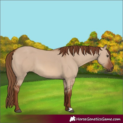 Horse Color:Red Dun