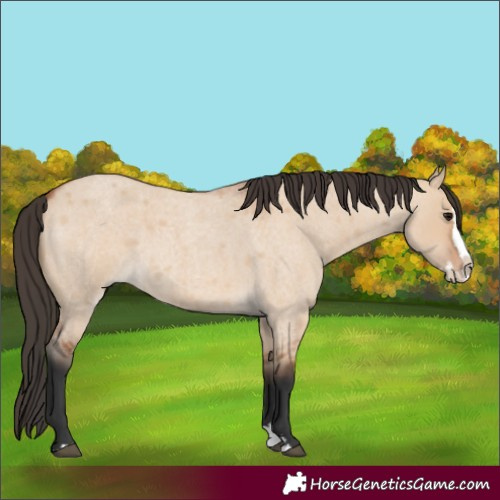 Horse Color:Bay Roan Dun Splash