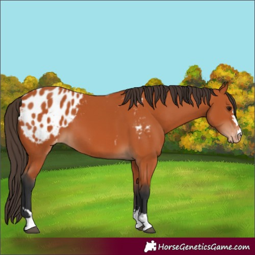 Horse Color:Bay Blanket