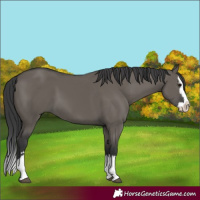 Horse Color:Grullo Splash 