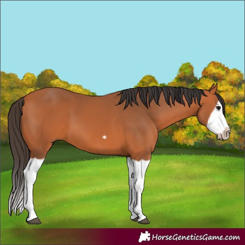 Horse Color:Bay Splash Frame