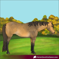 Horse Color:Buckskin 