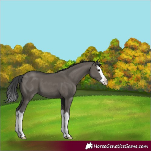 Horse Color:Grullo Splash 
