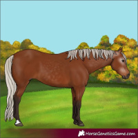 Horse Color:Gray Silver Bay 