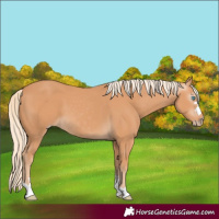 Horse Color:Gray Cremello 