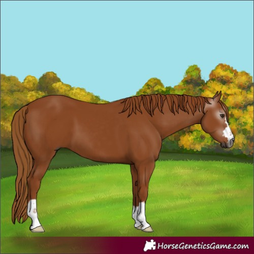 Horse Color:Gray Chestnut