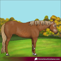 Horse Color:Gray Chestnut 