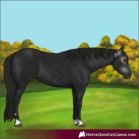 Horse Color:Gray Black 