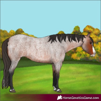 Horse Color:Bay Roan Splash