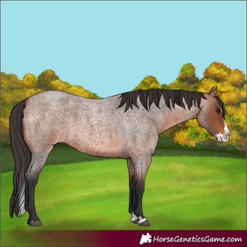 Horse Color:Bay Roan Splash 