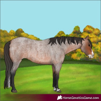Horse Color:Bay Roan Splash 