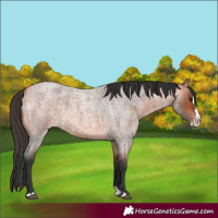 Horse Color:Bay Roan Splash