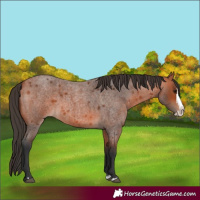 Horse Color:Bay Roan Splash