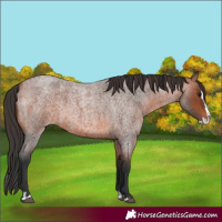 Horse Color:Bay Roan Splash