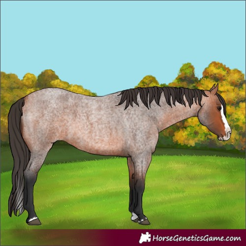 Horse Color:Bay Roan Splash