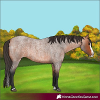 Horse Color:Bay Roan Splash 