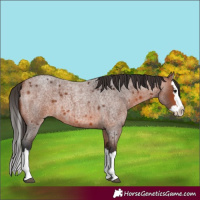 Horse Color:Bay Roan Splash