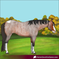Horse Color:Bay Roan Splash Tobiano