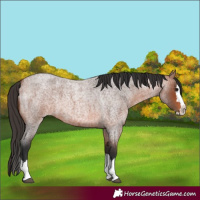 Horse Color:Bay Roan Splash 