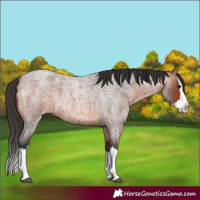 Horse Color:Bay Roan Splash