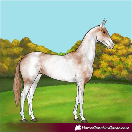 Horse Color:White Spotted Chestnut 