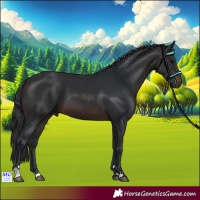 Horse Color:Brown 