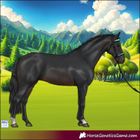 Horse Color:Brown 
