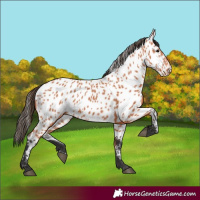 Horse Color:Bay Appaloosa
