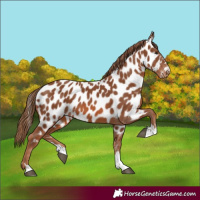 Horse Color:Chestnut Appaloosa 