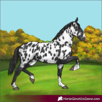 Horse Color:Black Near Leopard 