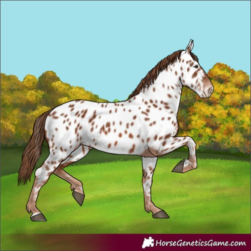 Horse Color:Chestnut Appaloosa