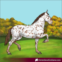 Horse Color:Chestnut Appaloosa