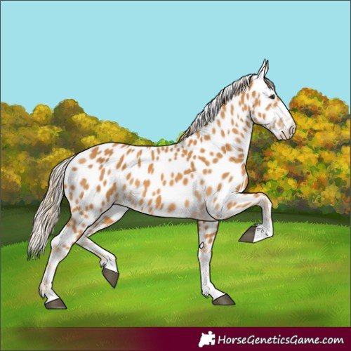 Horse Color:Palomino Appaloosa 