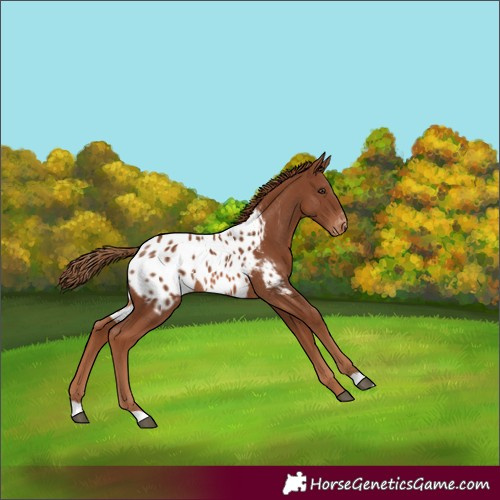 Horse Color:Chestnut Appaloosa 