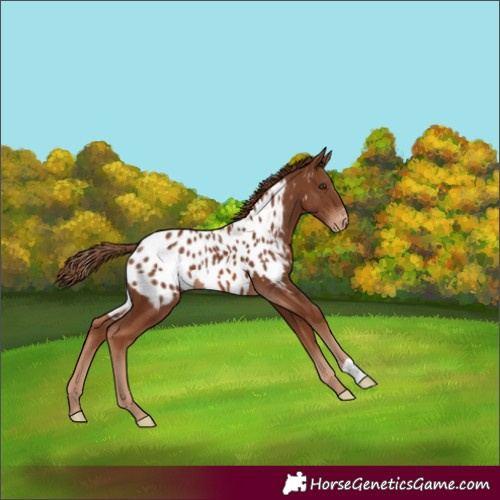 Horse Color:Chestnut Appaloosa