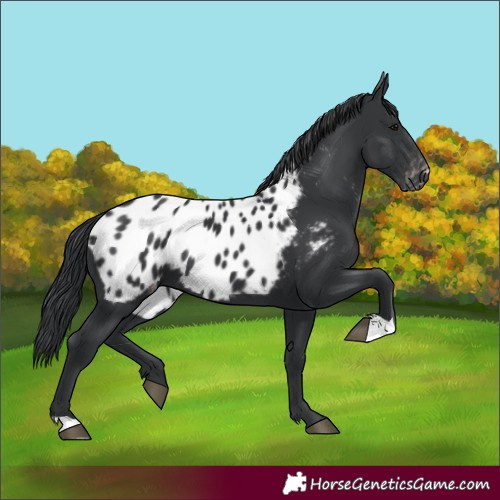Horse Color:Black Appaloosa 