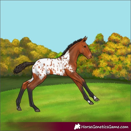 Horse Color:Bay Appaloosa