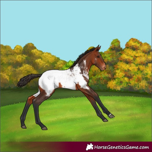 Horse Color:Bay Appaloosa 