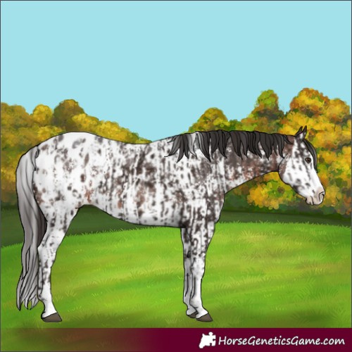 Horse Color:Liver Chestnut Sabino Splash Blanket  and Brown Sabino Splash Blanket 