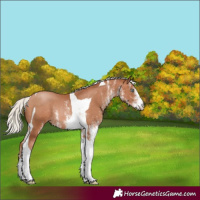 Horse Color:White Spotted Silver Brown Pearl Tobiano Rabicano