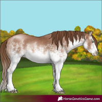 Horse Color:White Spotted Brown Pearl 