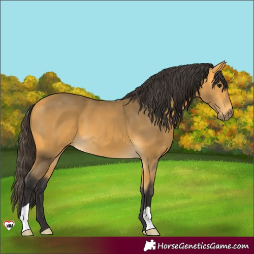 Horse Color:Buckskin 