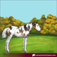 Horse Color:Gray White Spotted Silver Buckskin Splash Rabicano