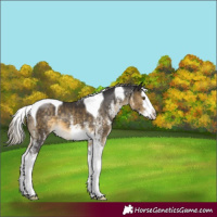 Horse Color:White Spotted Silver Buckskin Splash Tobiano