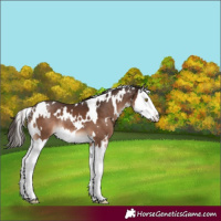 Horse Color:White Spotted Liver Chestnut Splash
