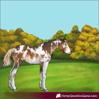 Horse Color:Gray White Spotted Chocolate Palomino Mushroom 