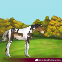 Horse Color:Gray White Spotted Silver Buckskin Mushroom Tobiano 